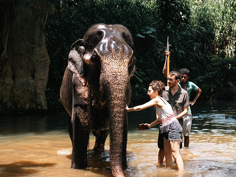 Elephant Bathing at the Riverbank: What to Know Before You Go