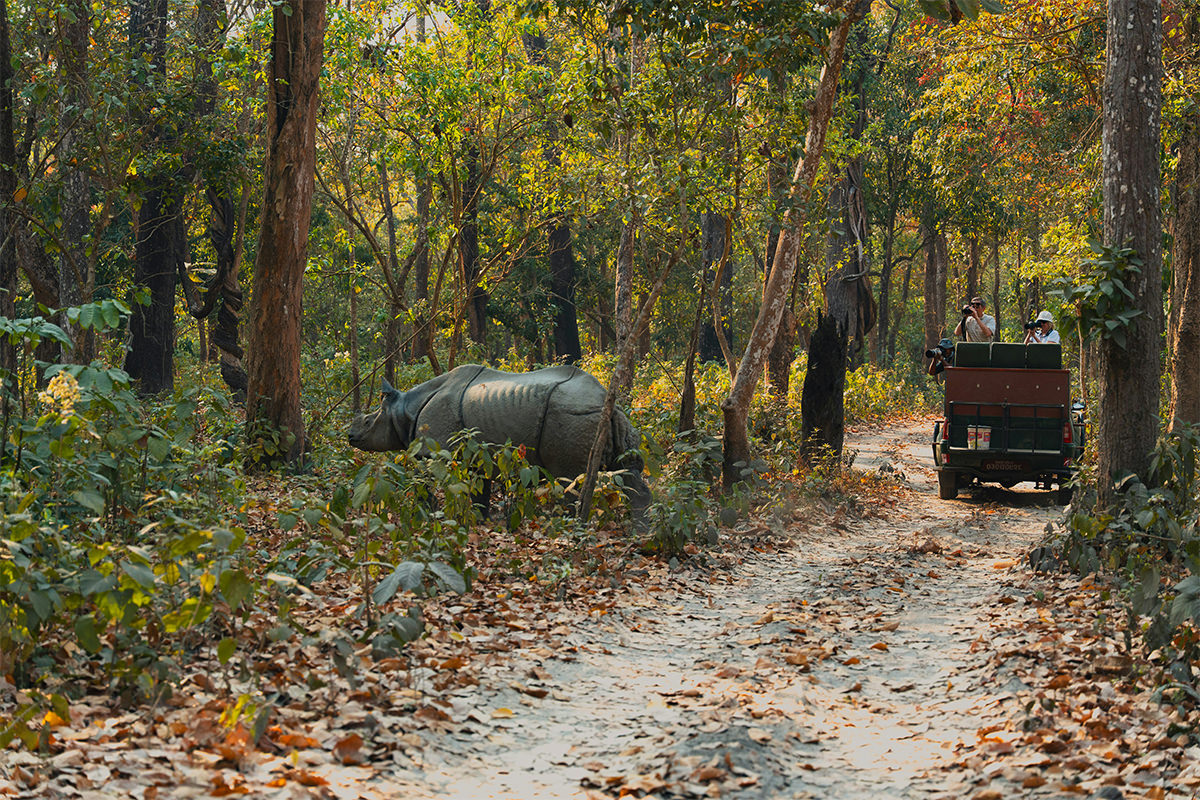 One-horned rhino spotted during a jungle safari in Chitwan National Park